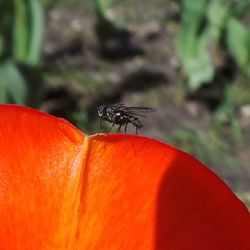 Close-up of insect