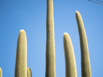 Low angle view of plants against blue sky