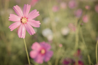 Close-up of pink cosmos flower