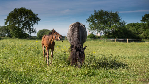 Horse on field against sky