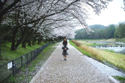 Full length of woman standing by flowering tree on footpath at park