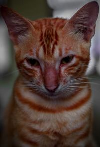 Close-up portrait of cat