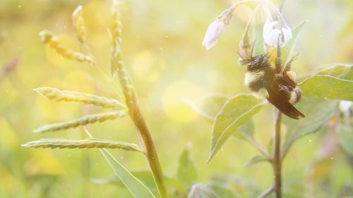 Close-up of bee on flower