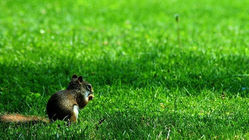 Dog on grassy field