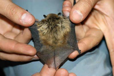 Chiropterologist holding and studying a bat in his hands