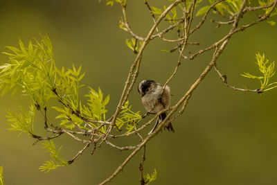 Bird perching on branch