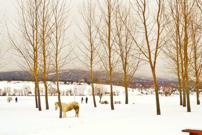 Horse on snow covered landscape against bare trees