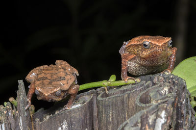 Close-up of frogs on wood