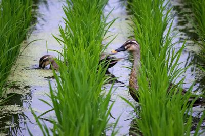 Geese in rice field