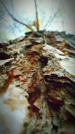 Close-up surface level of leaf