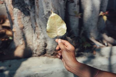 Close-up of hand holding autumn leaves