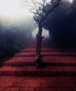 Tree in fog against sky at sunset