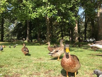 Ducks in park