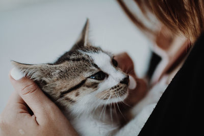 Close-up of hand with cat