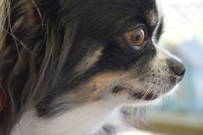 Close-up of dog looking away