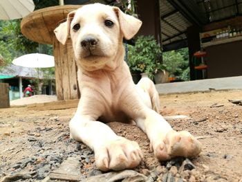 Close-up portrait of dog