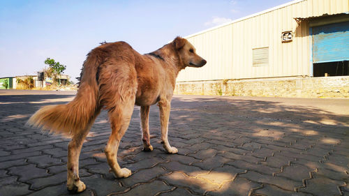 View of dog standing on street