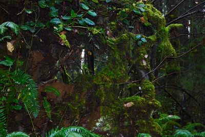 Low angle view of trees in forest