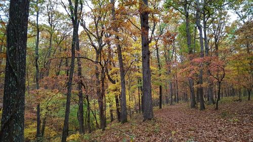 Trees in forest