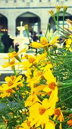 Close-up of yellow flower