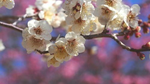 Close-up of cherry blossoms