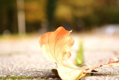 Close-up of wilted plant during autumn