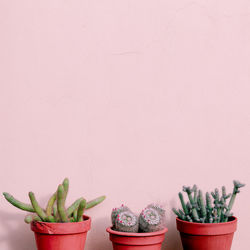 Plants on pink fashion concept. cactus on a pink background wall