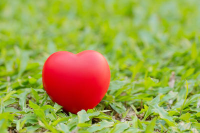 Close-up of red tomatoes growing on field