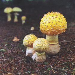 Close-up of mushroom growing on field