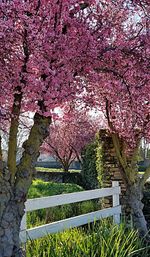 Pink cherry blossom in park