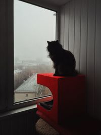 Cat looking through window at home