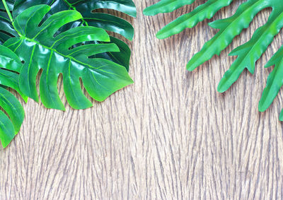 High angle view of fresh green leaves on table