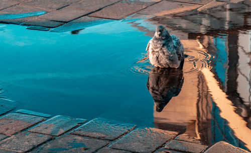 High angle view of bird in swimming pool