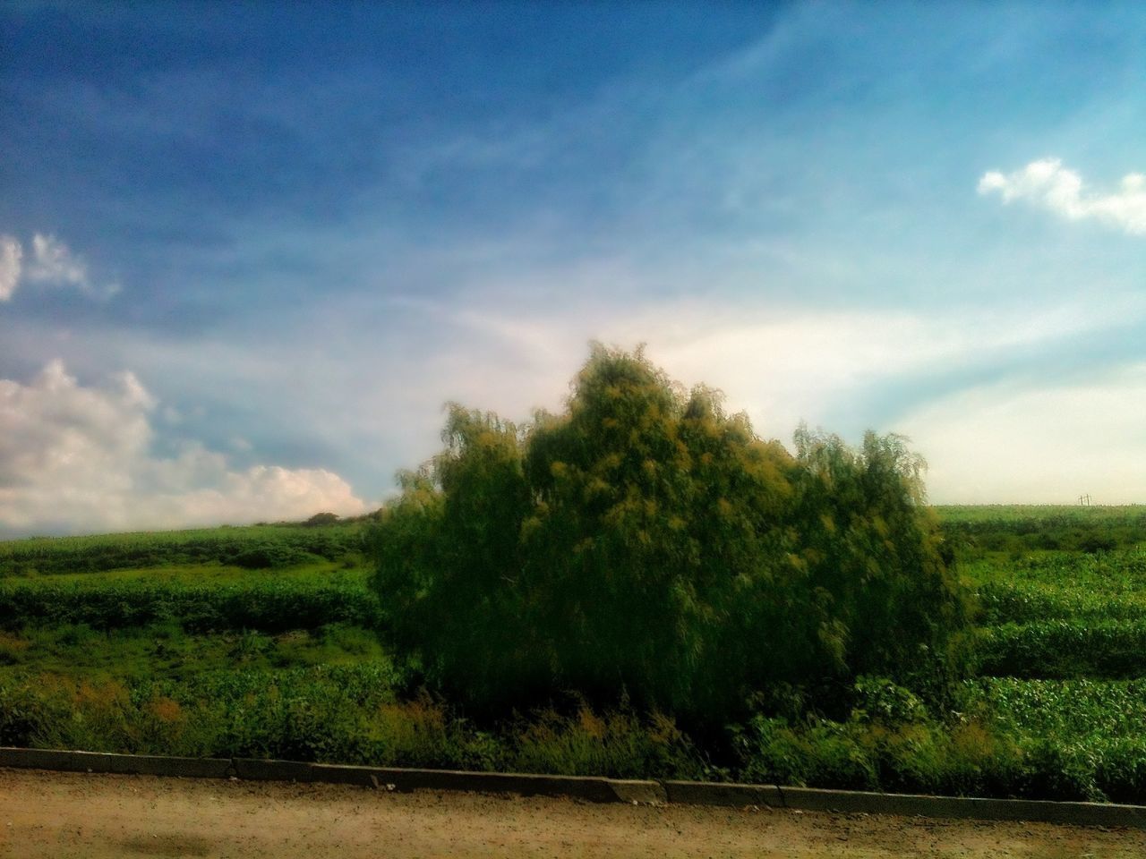 sky, tree, tranquil scene, tranquility, landscape, scenics, cloud - sky, grass, field, beauty in nature, nature, growth, cloud, green color, non-urban scene, grassy, cloudy, idyllic, day, outdoors