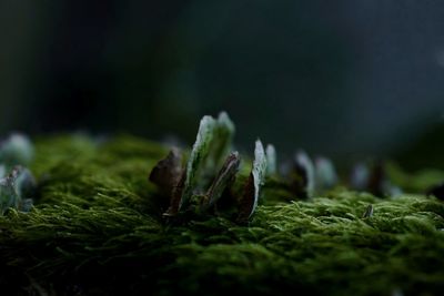 Close-up of moss growing on field