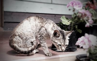 Close-up of a cat