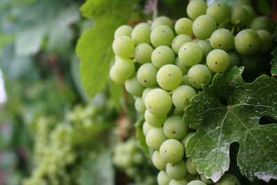 Close-up of grapes growing on plant