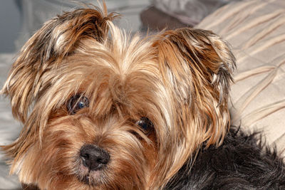  coco - the yorkshire terrier - dominator 