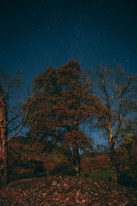 Low angle view of trees against sky at night