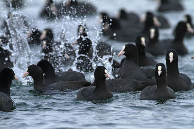 The eurasian coot on a lake in winter, soderica, croatia