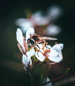 Close-up of insect on flower