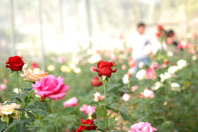 Close-up of red flowering plants on field