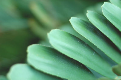 Close-up of plant