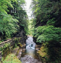 Stream flowing amidst trees in forest