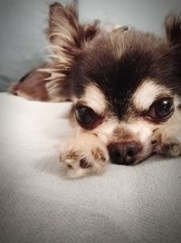 Close-up portrait of a dog