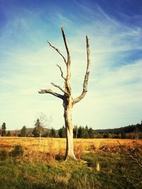 Bare tree on field