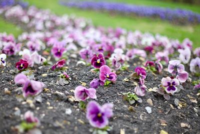 Close-up of pink crocus flowers on field