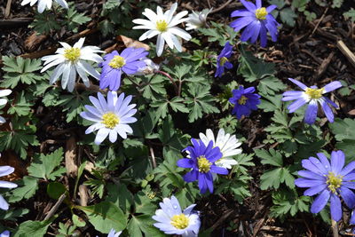 Purple flowers blooming outdoors