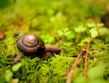 A small snail crawls across a missed forest floor in a northern coastal rain forest.