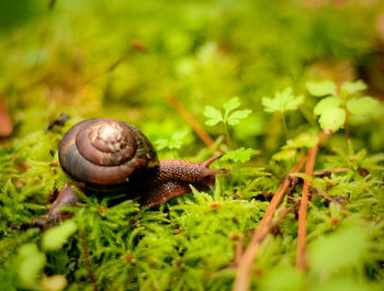 Close-up of snail on land